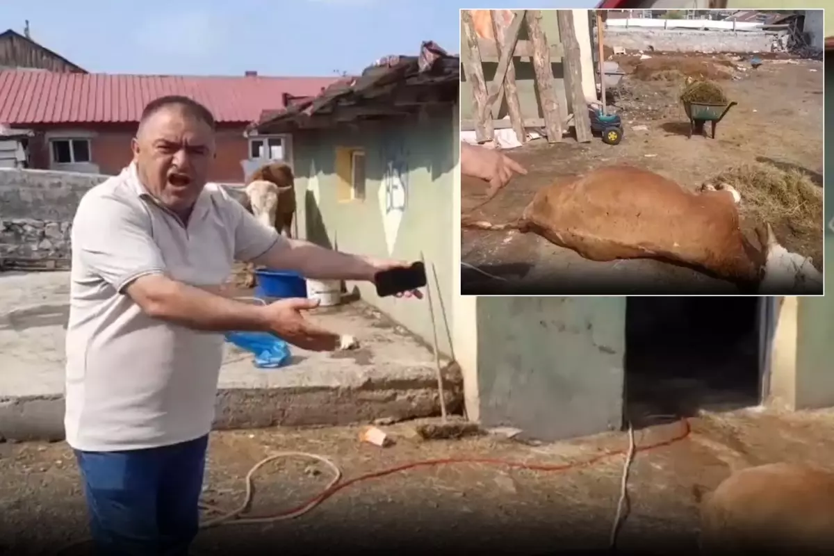 Ardahan'da durum vahim! 6 hayvanını kaybeden üretici ahırı gösterip isyan etti
