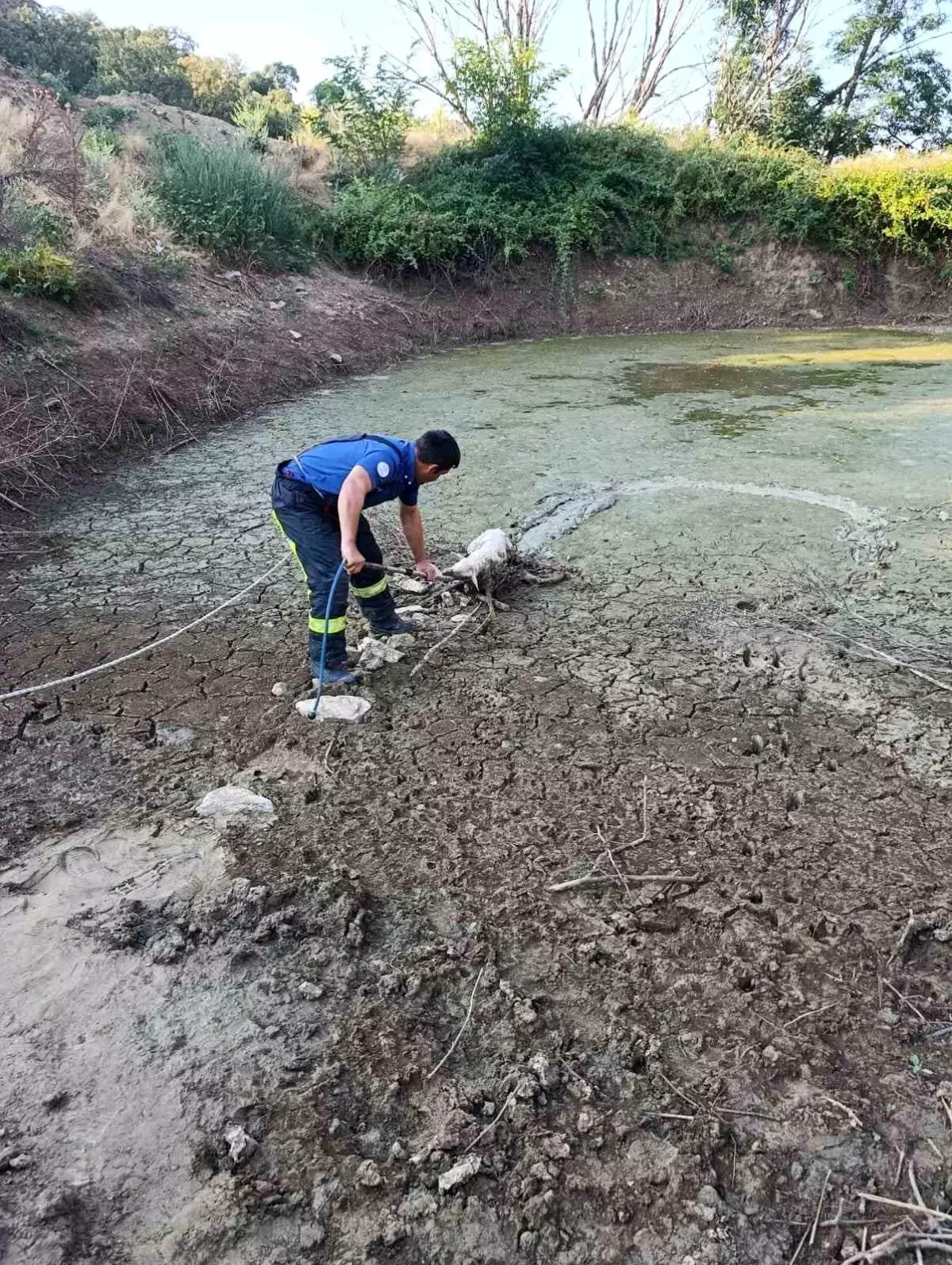 Denizli'de Kuzu Zorlu Operasyonla Kurtarıldı