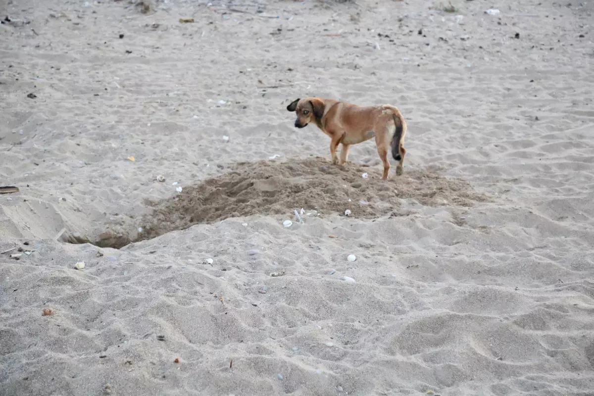 Caretta Caretta Yuvalarına Tehlike: Cankurtaranlar ve Başıboş Köpekler