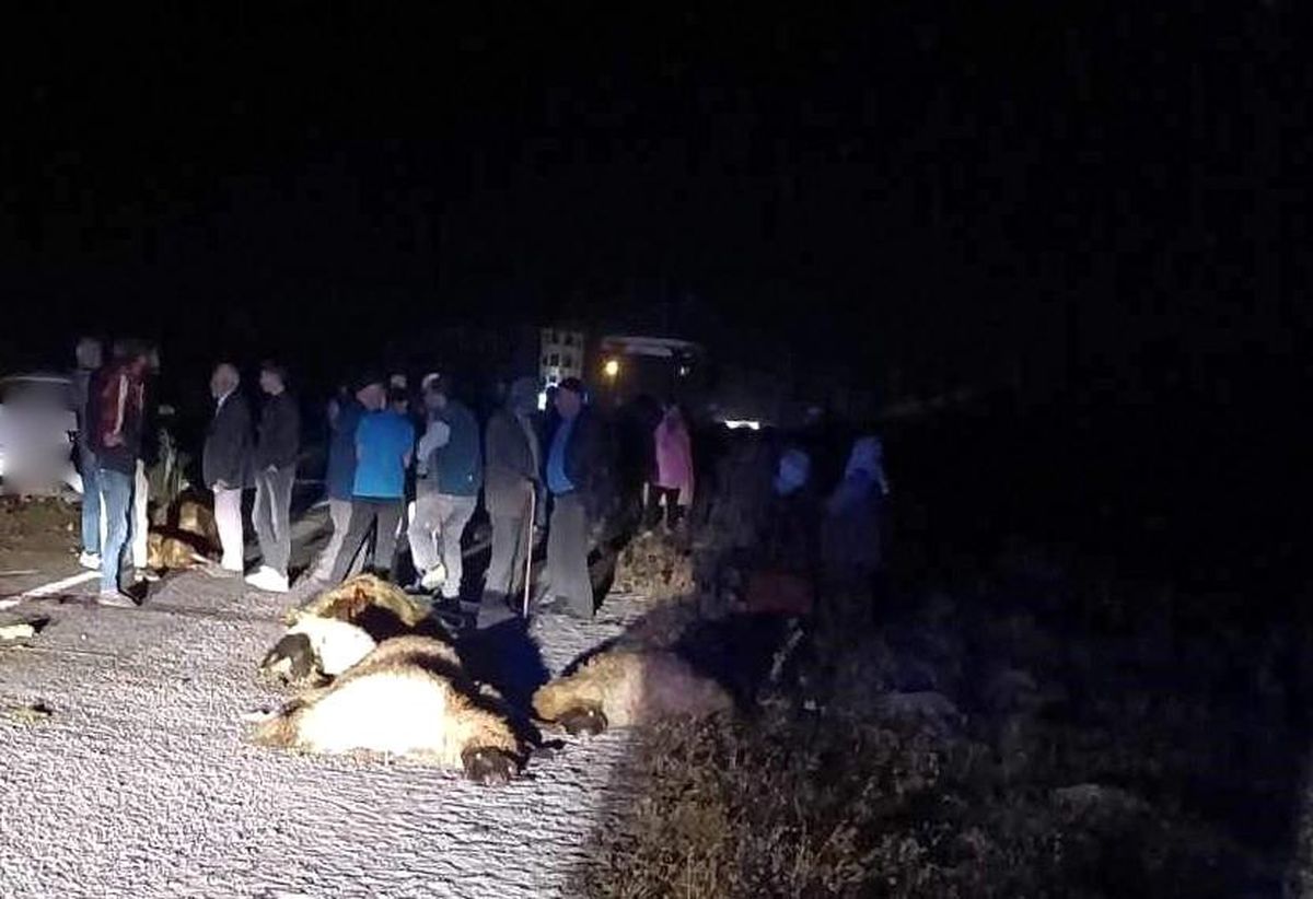 Erzincan'da Otomobil Koyun Sürüsüne Çarptı: 23 Koyun Telef Oldu