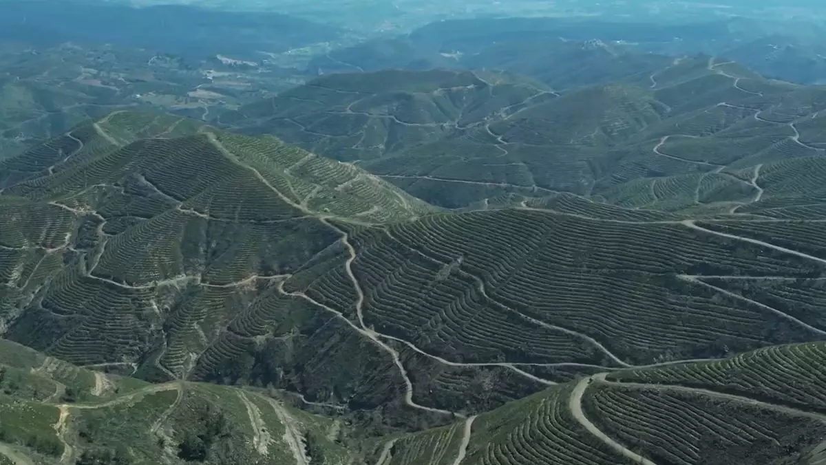 İzmir'de Yanmış Orman Alanı 6 Milyon Fidanla Yeniden Hayata Döndü