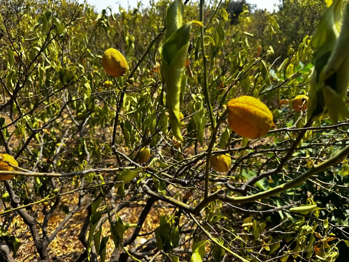 Erdemli'de Kuraklık Nedeniyle 1000 Dönüm Limon Bahçesi Kurudu