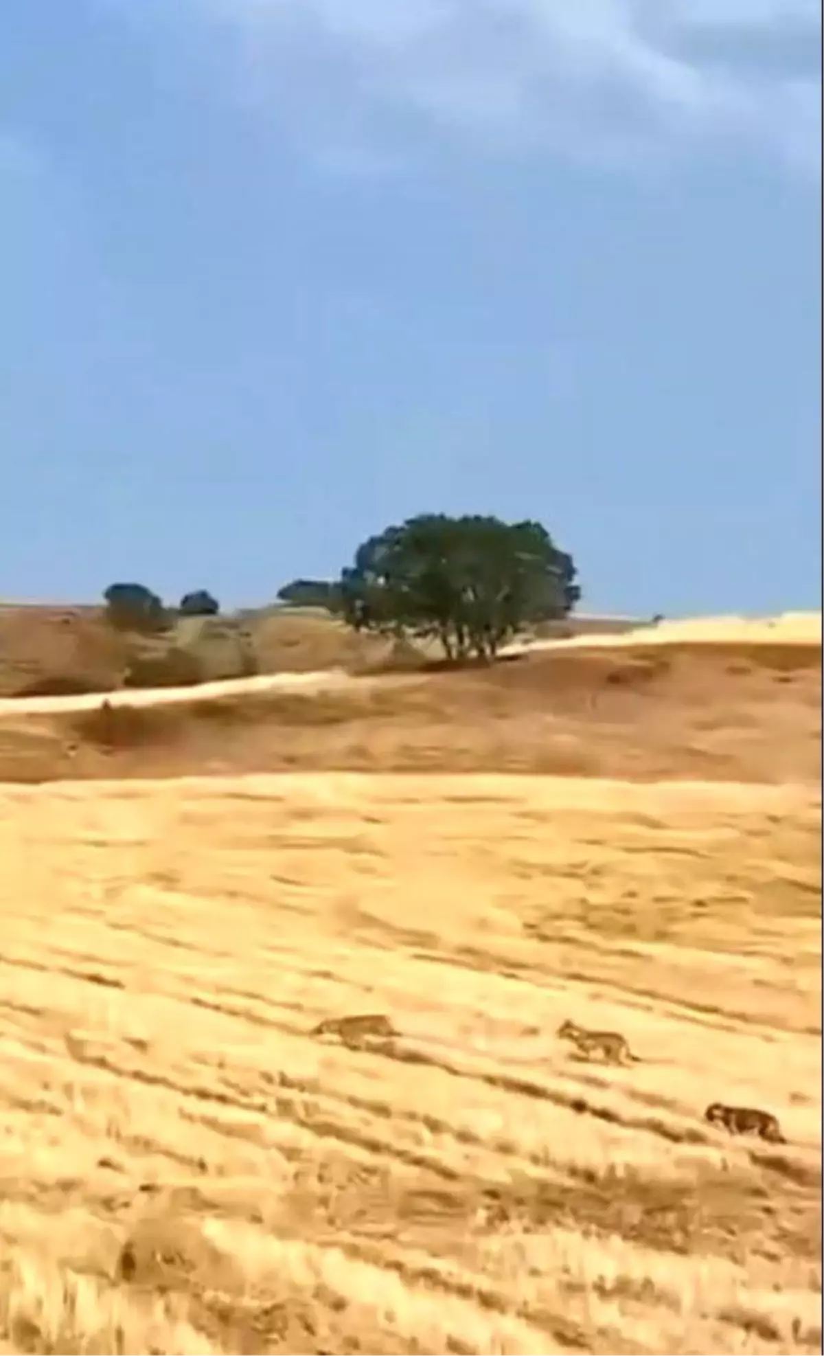 Çobanın Kurt Saldırısını Önleme Anı Kamerada