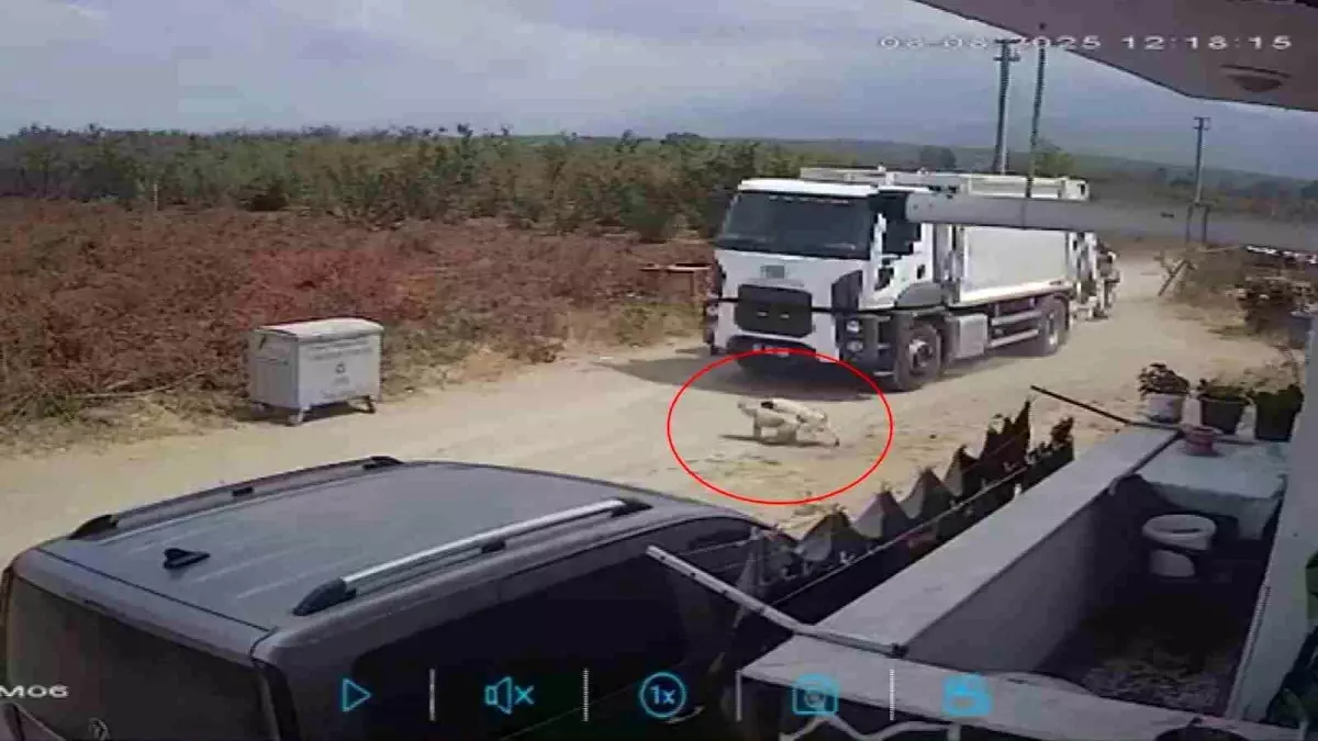 Sakarya'da Oyun Oynayan İki Köpek Çöp Kamyonunun Altında Kalarak Telef Oldu