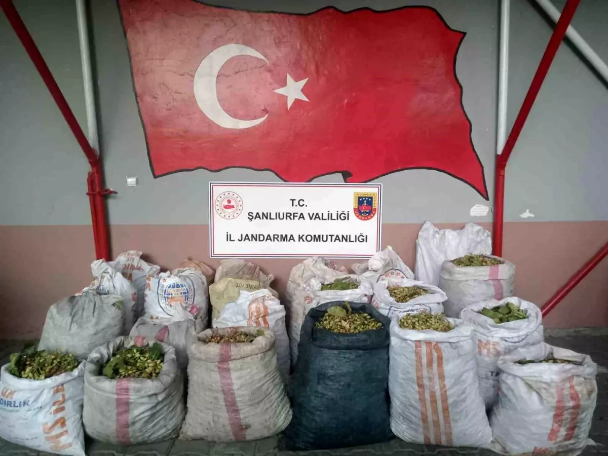 Ceylanpınar'da Fıstık Hırsızlığı: 13 Şahıs Suçüstü Yakalandı