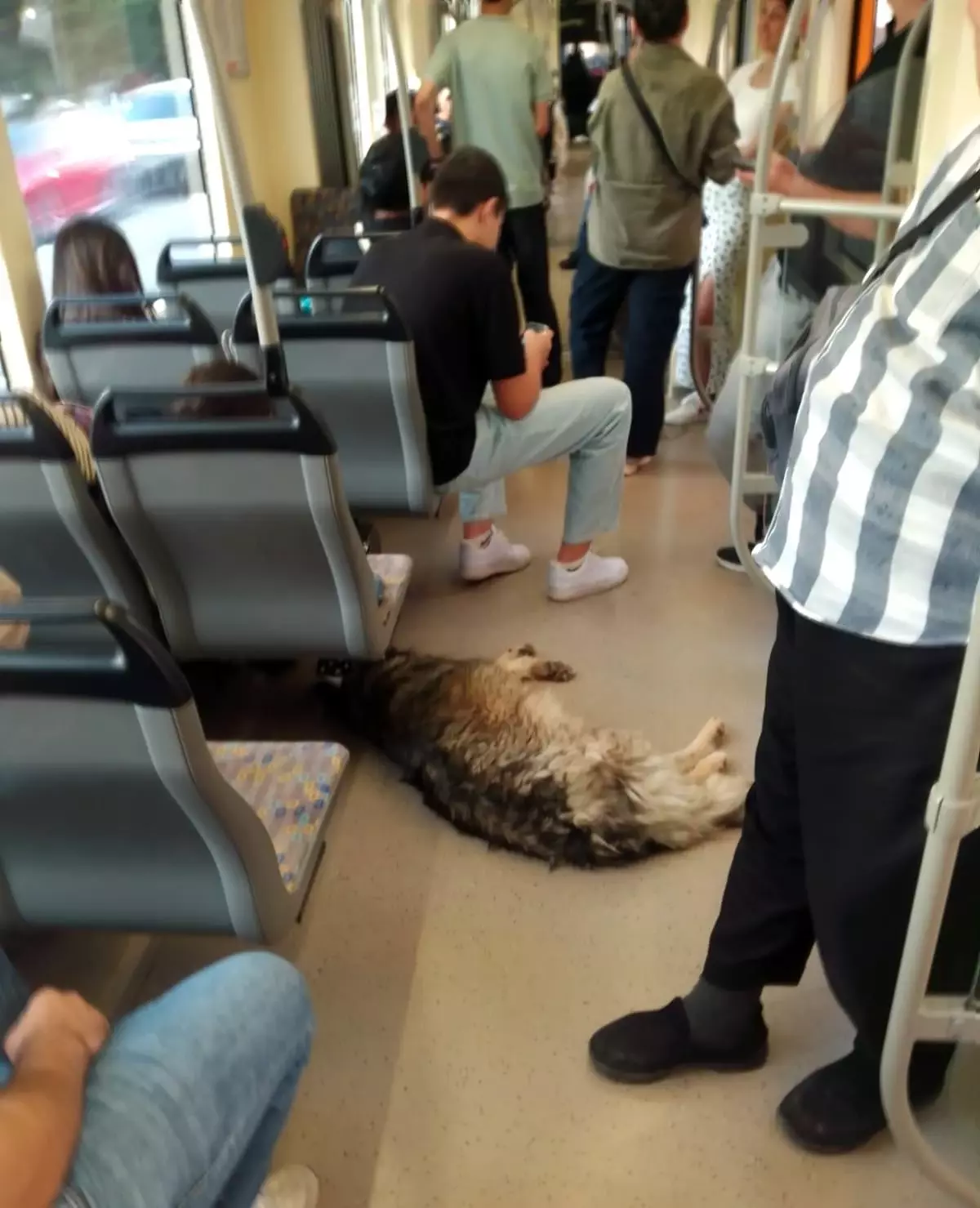 Sıcak Havada Tramvaya Sığınan Sevimli Köpek Gülümsetti