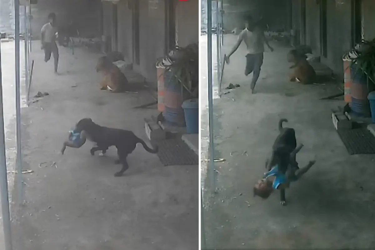 Sokak köpeğinin kaçırmaya çalıştığı çocuğun imdadına babası yetişti