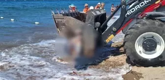 Bodrum'da ölü yunus sahile vurdu, turistler şok oldu