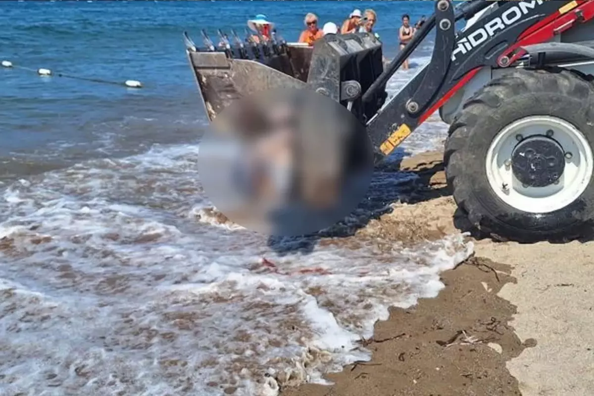 Bodrum'da ölü yunus sahile vurdu, turistler şok oldu