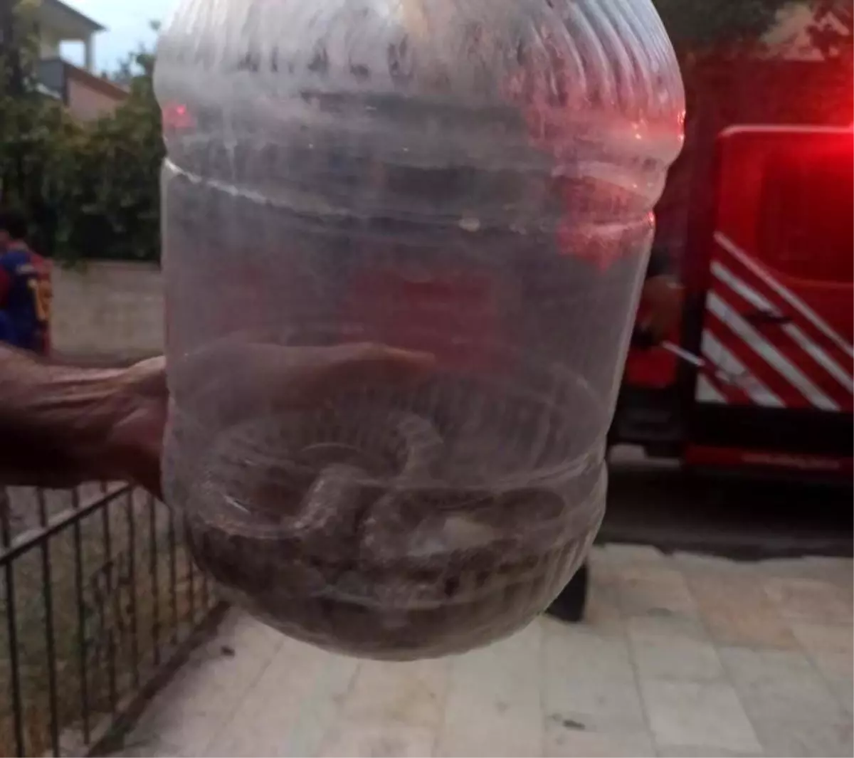 Elazığ'da Apartmanda Engerek Yılanı Bulundu