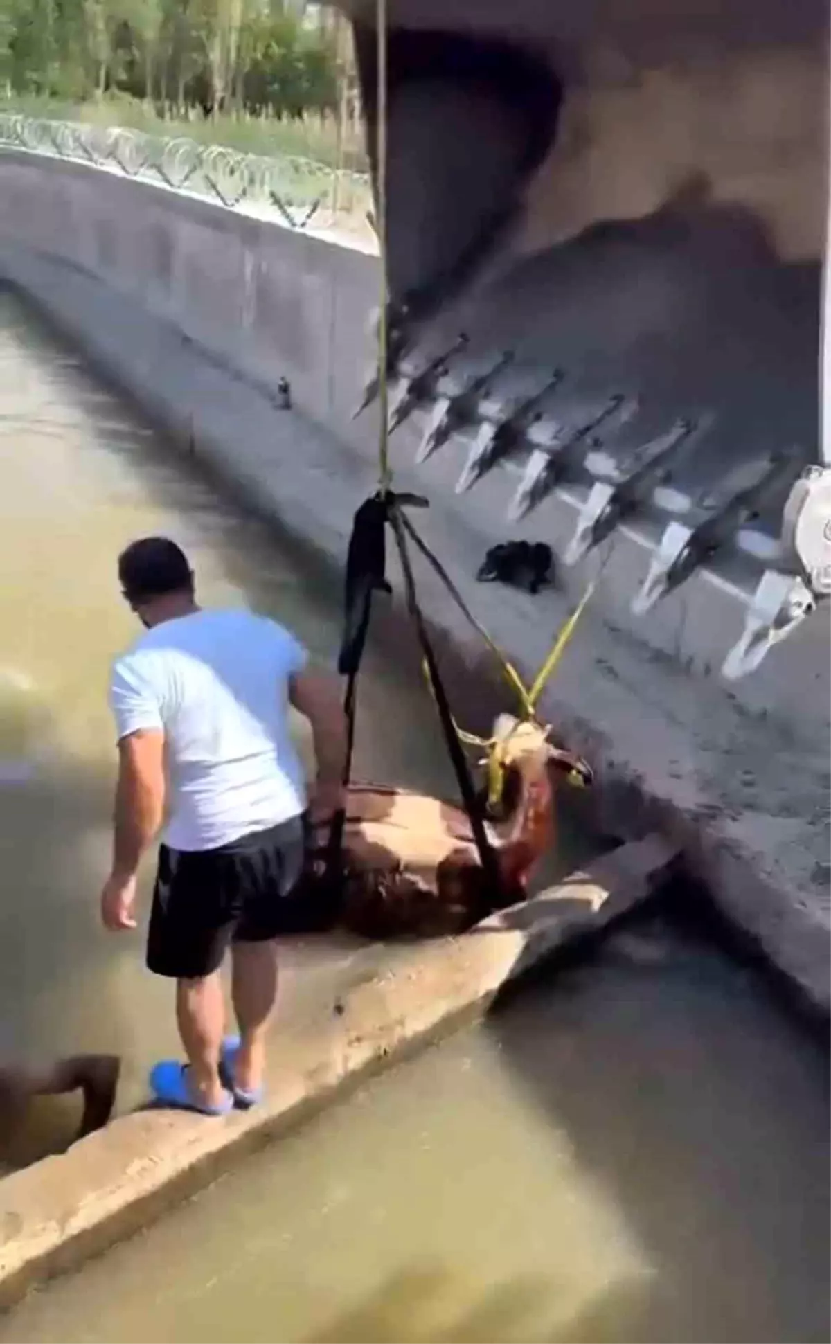 Iğdır'da Su Kanalına Düşen İnek Kurtarıldı