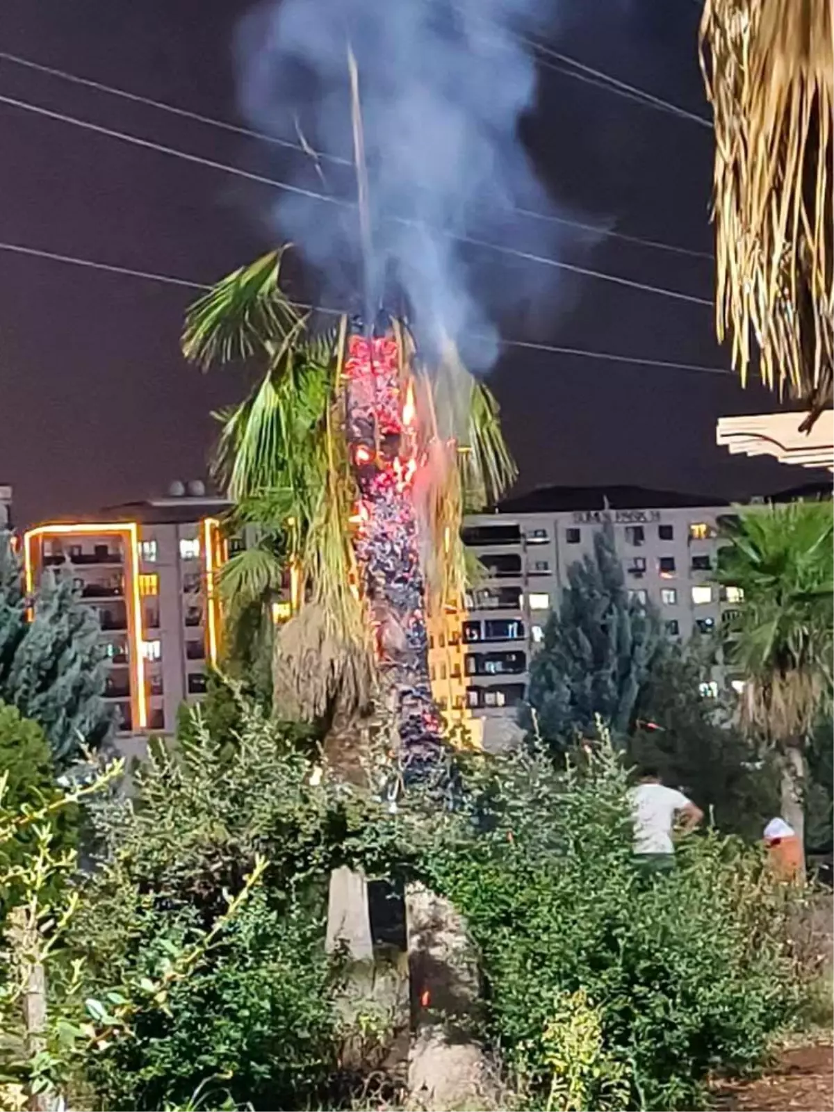Mardin'de Palmiye Ağacı Ateşe Verildi