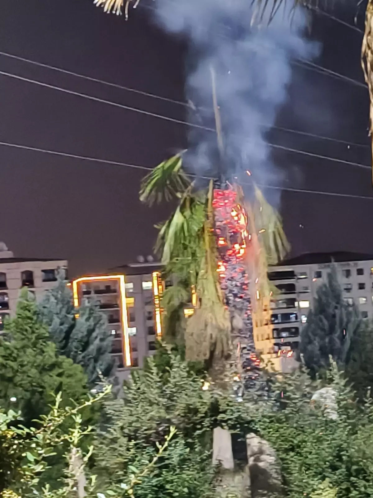 Kızıltepe'de Palmiye Ağacı İkinci Kez Yakıldı