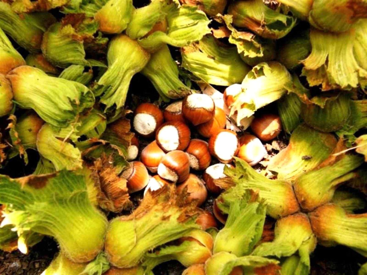Samsun'da Fındık Hasadı Başladı