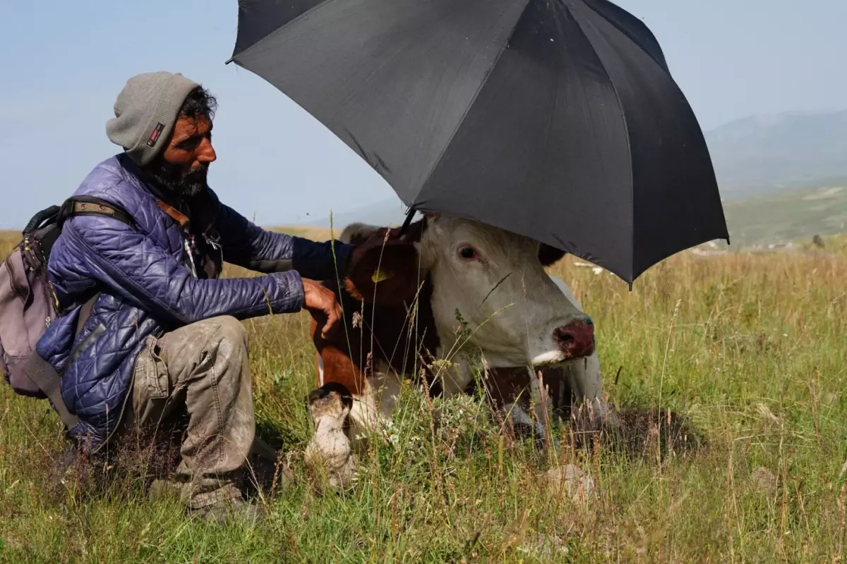 Şap hastalığının pençesinde kıvranan Ardahan'da çaresizliğin fotoğrafı