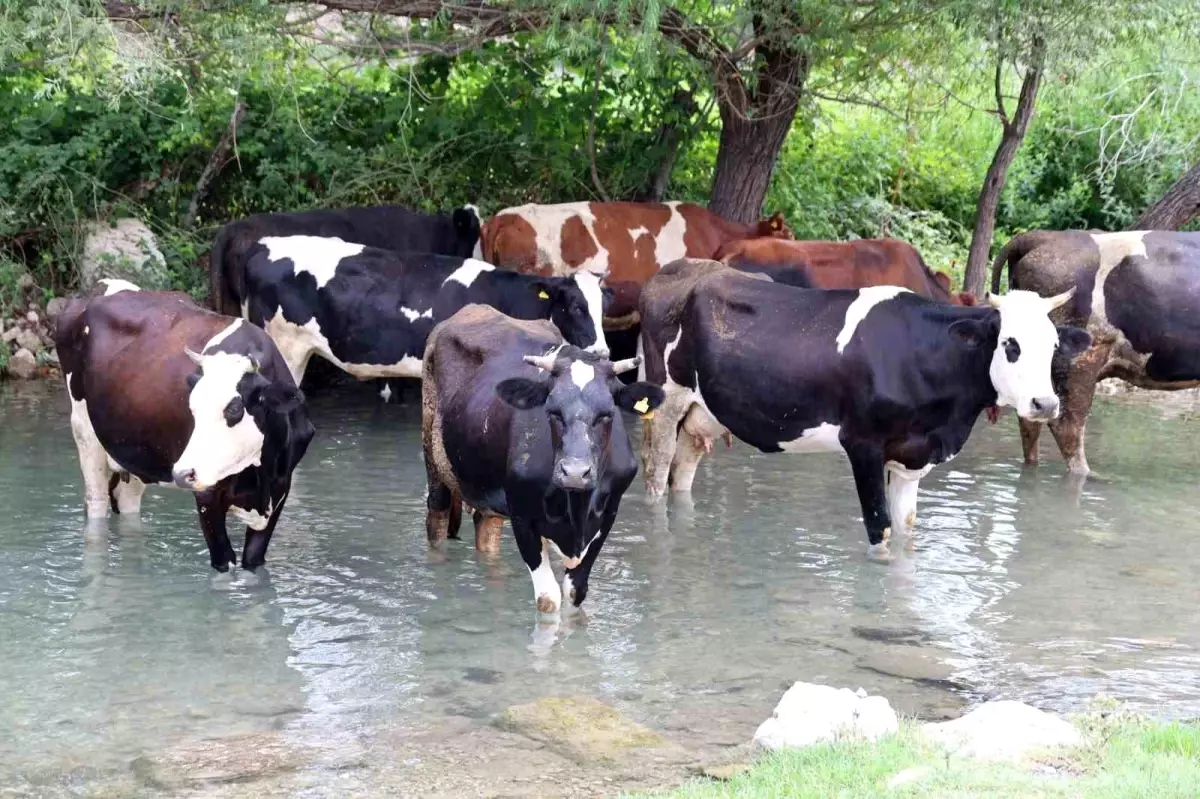 Adana'nın Kozan İlçesinde Aşırı Sıcaklar Hayatı Olumsuz Etkiliyor