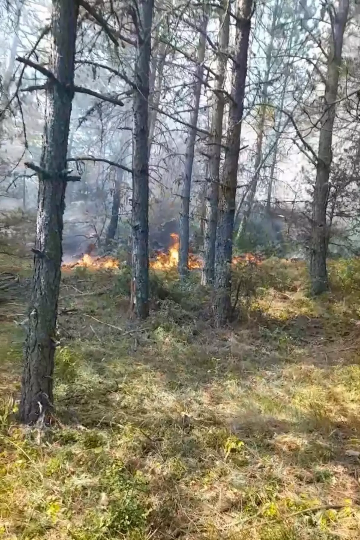 Sinop'ta Orman Yangını: Köklen Köyü Tahliye Edildi