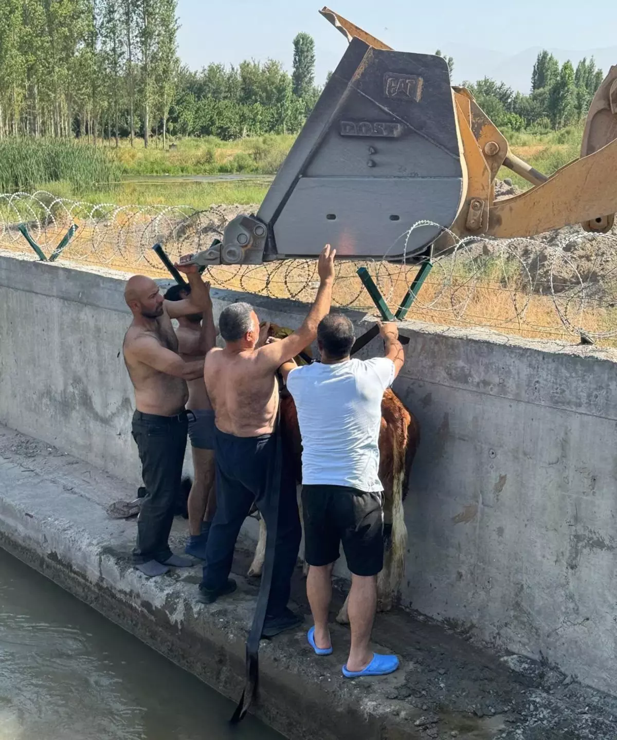 Iğdır'da Sulama Kanalına Düşen Dana Kepçeyle Kurtarıldı