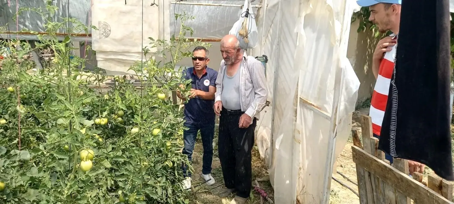 Tavşanlı'da Seralarda Bitki Hastalık ve Zararlı Kontrolleri Yapıldı