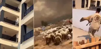 İnsanlığımızdan utandık! Yangından kaçan çoban ve koyunları siteye alınmadı