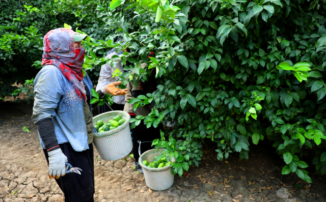 zirai don piyasanin dengesini bozdu limonun 18929707 8871 m