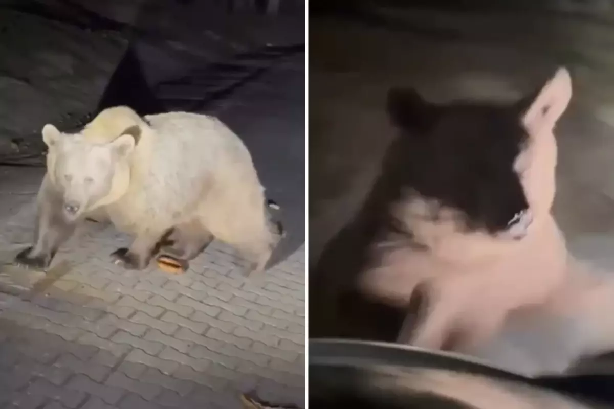 Ayılara yakından bakmak isterken saldırıya uğradı