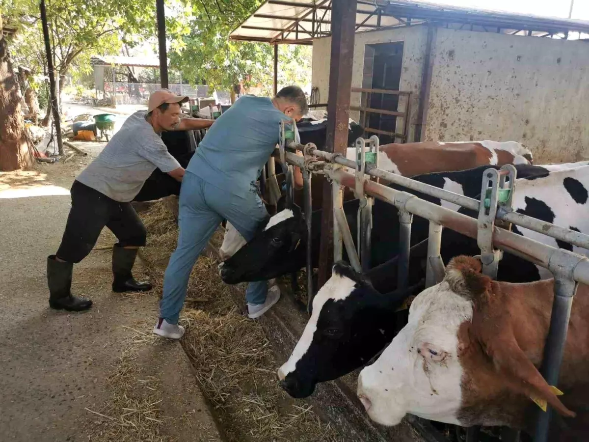 Aydın'da Hayvan Sağlığı Kontrolleri Aralıksız Devam Ediyor