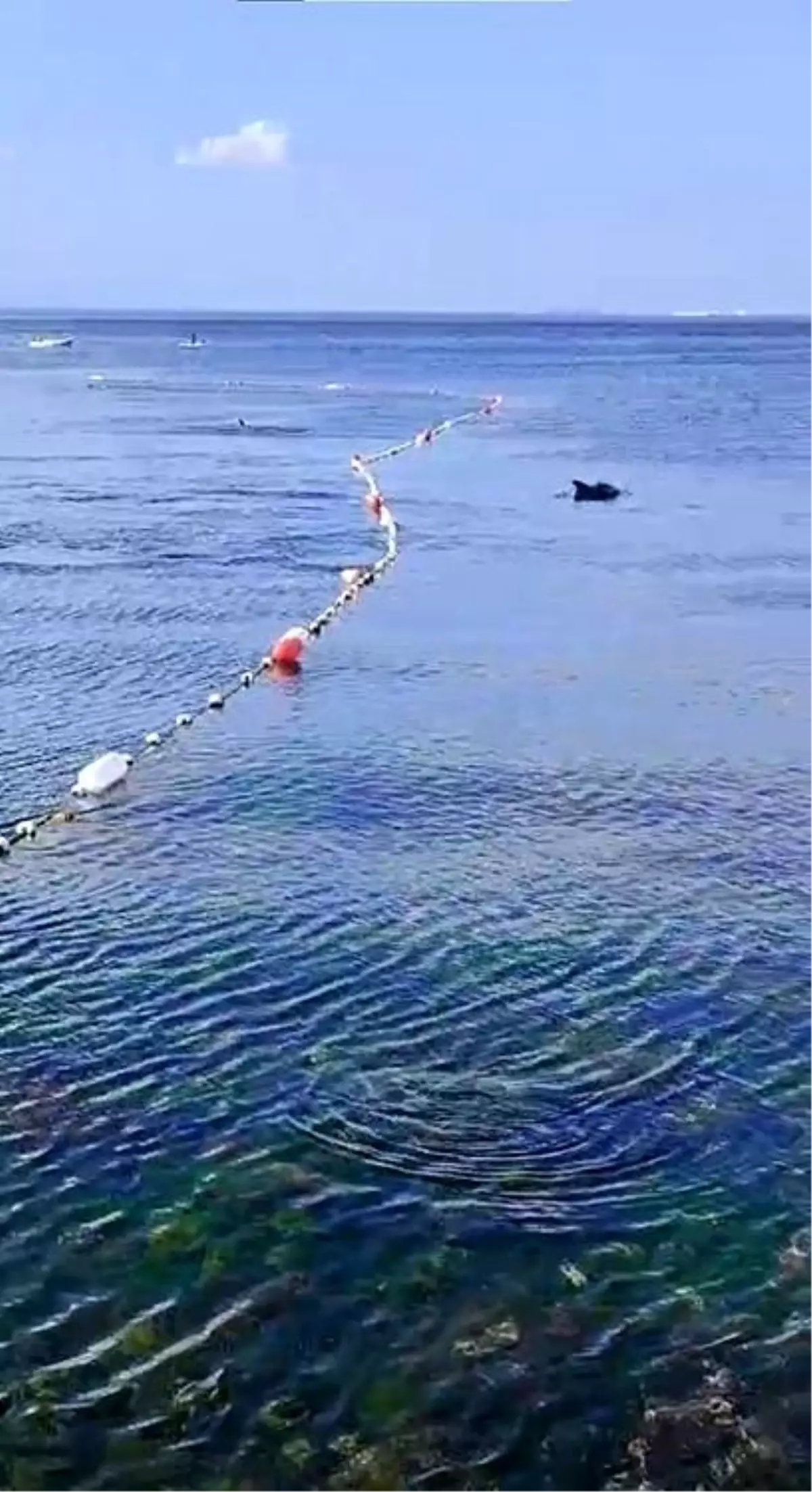 İstanbullular Yunuslarla Yüzmenin Keyfini Çıkarıyor