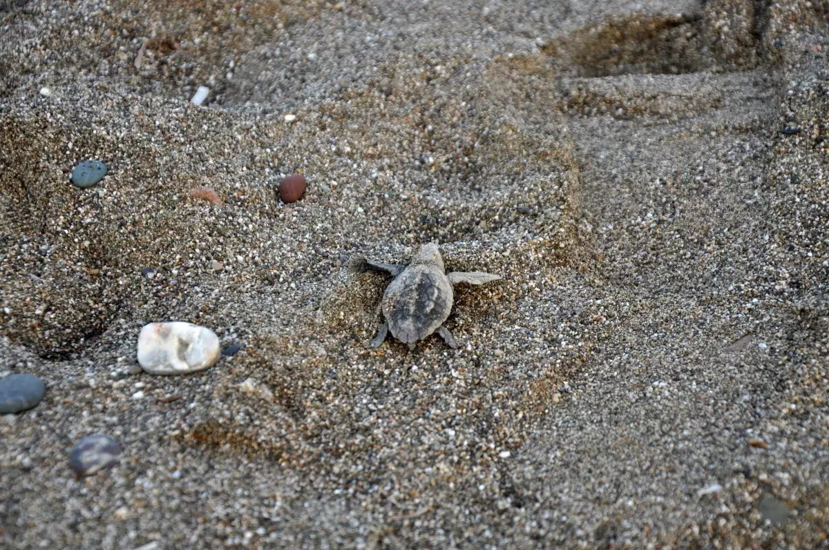 Gazipaşa'da Yavru Carettalar Denize Kavuştu