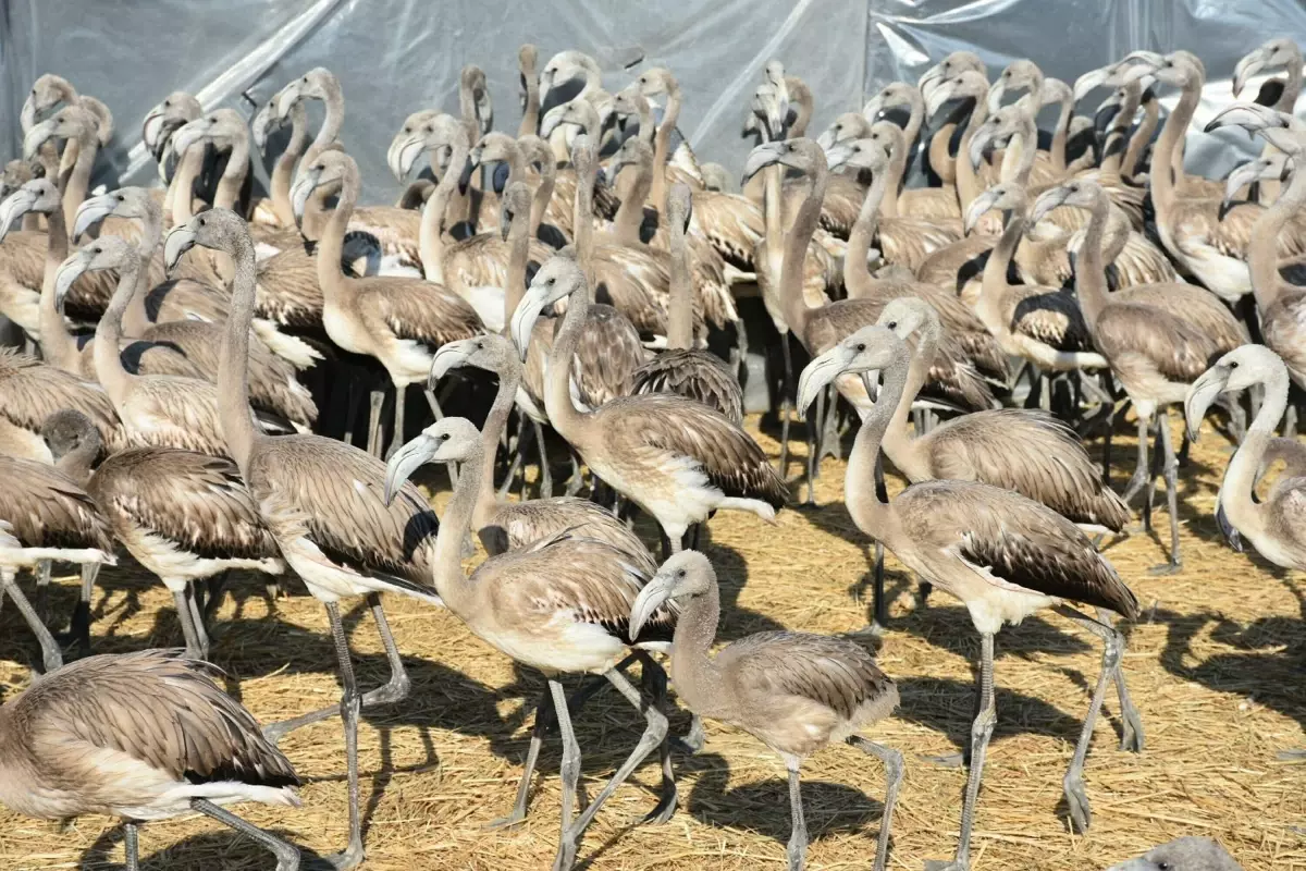 İzmir Kuş Cenneti'nde Flamingo Halkalama Çalışması