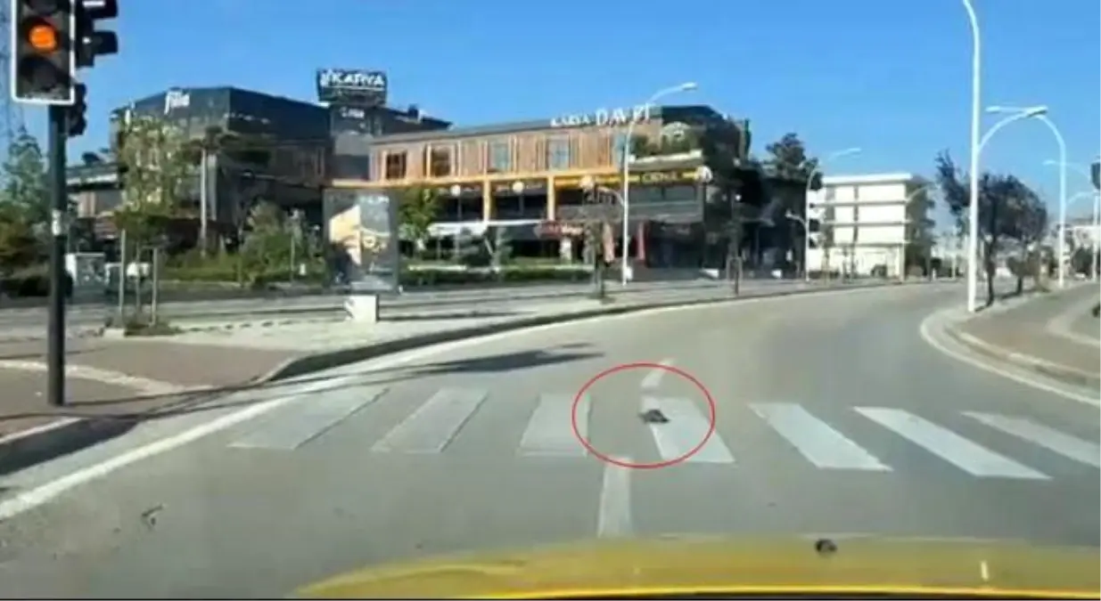 Bursa'da Kaplumbağanın Kurallara Uyması Sosyal Medyada Gündem Oldu