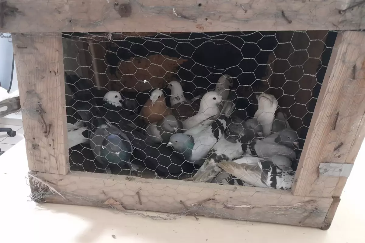 Kesinleşmiş hapis cezası bulunan hükümlü, kümeste yakalandı