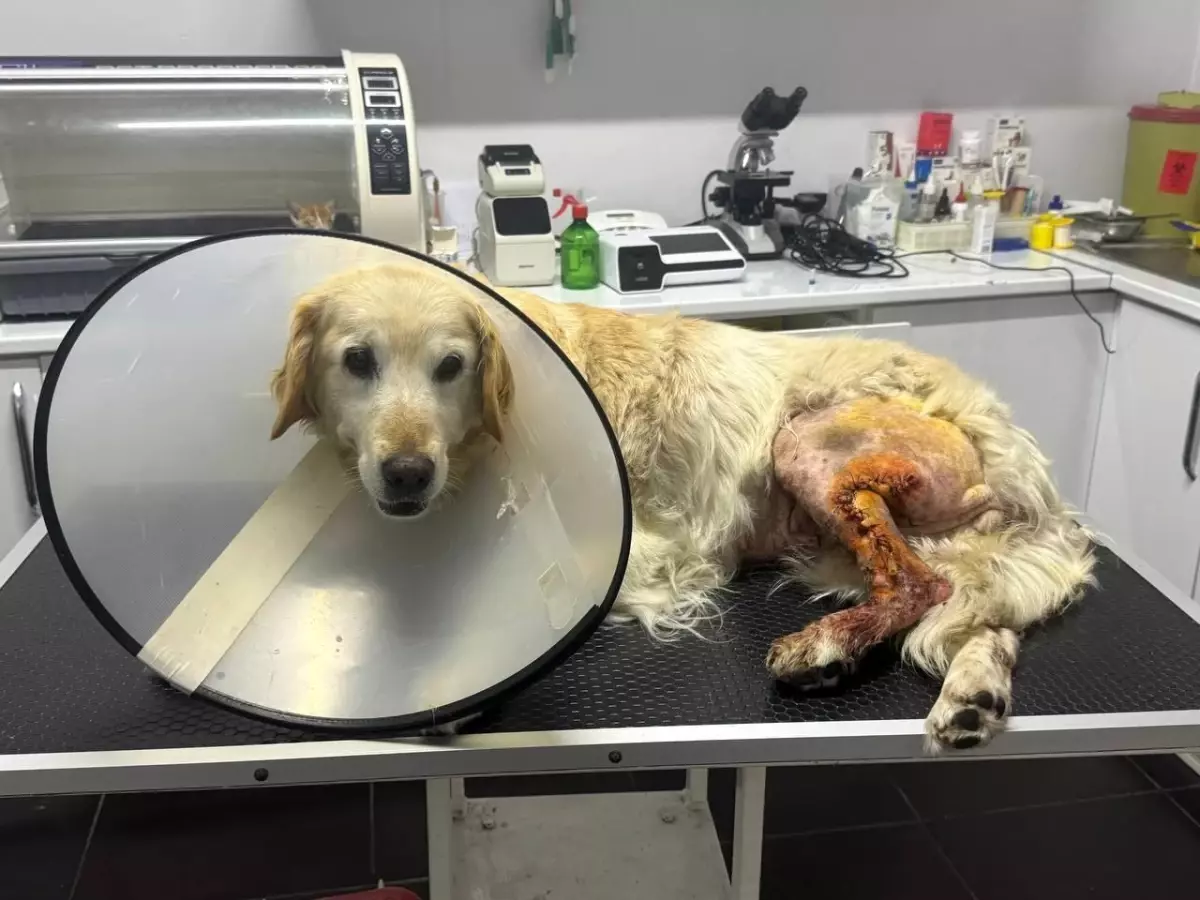 Zonguldak'ta 13 Yaşındaki Şila İsimli Köpeğin Ameliyatıyla 760 Gram Kitle Alındı