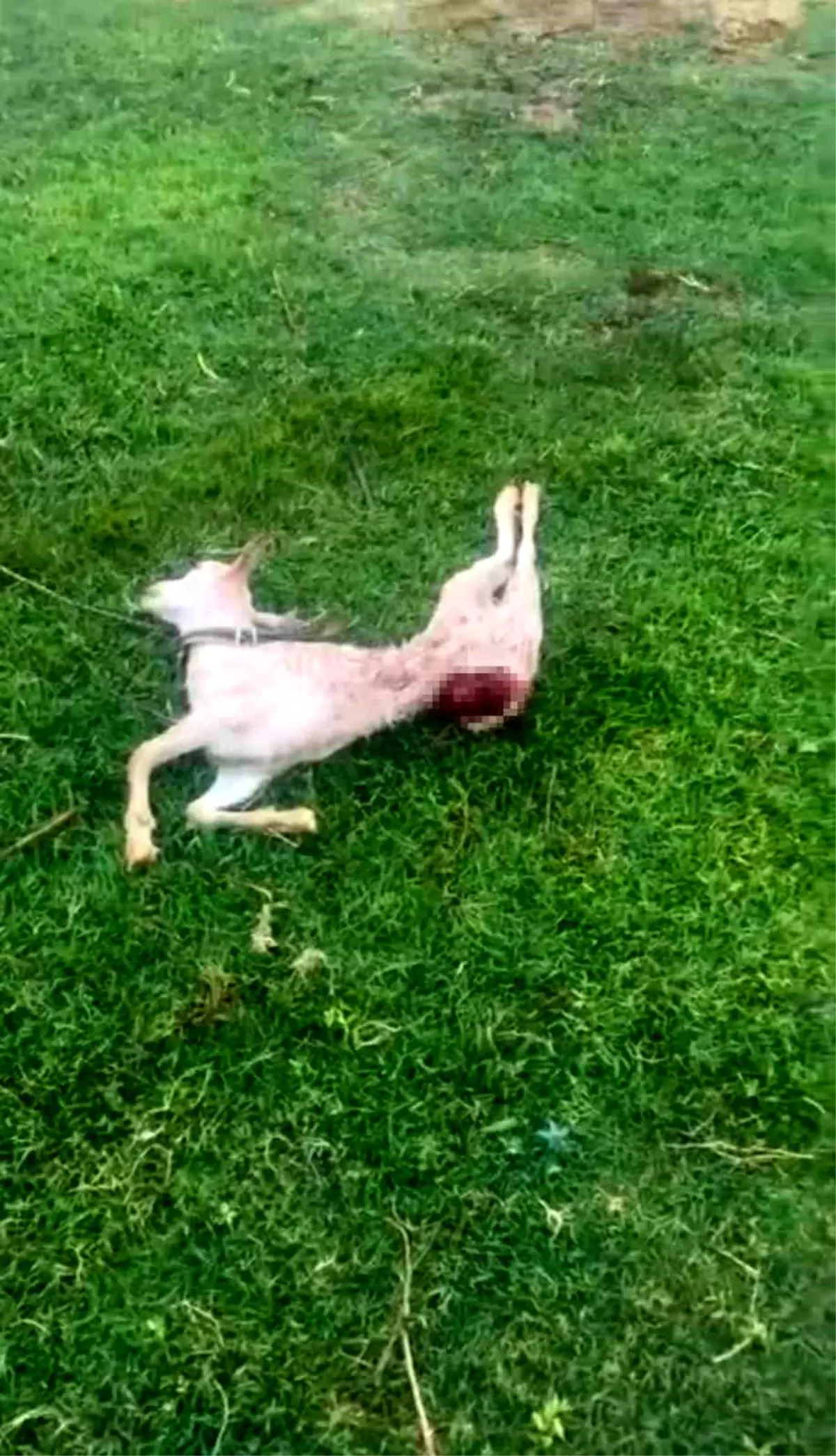 Kızıltepe'de Sokak Köpekleri İki Keçiyi Telef Etti İddiası