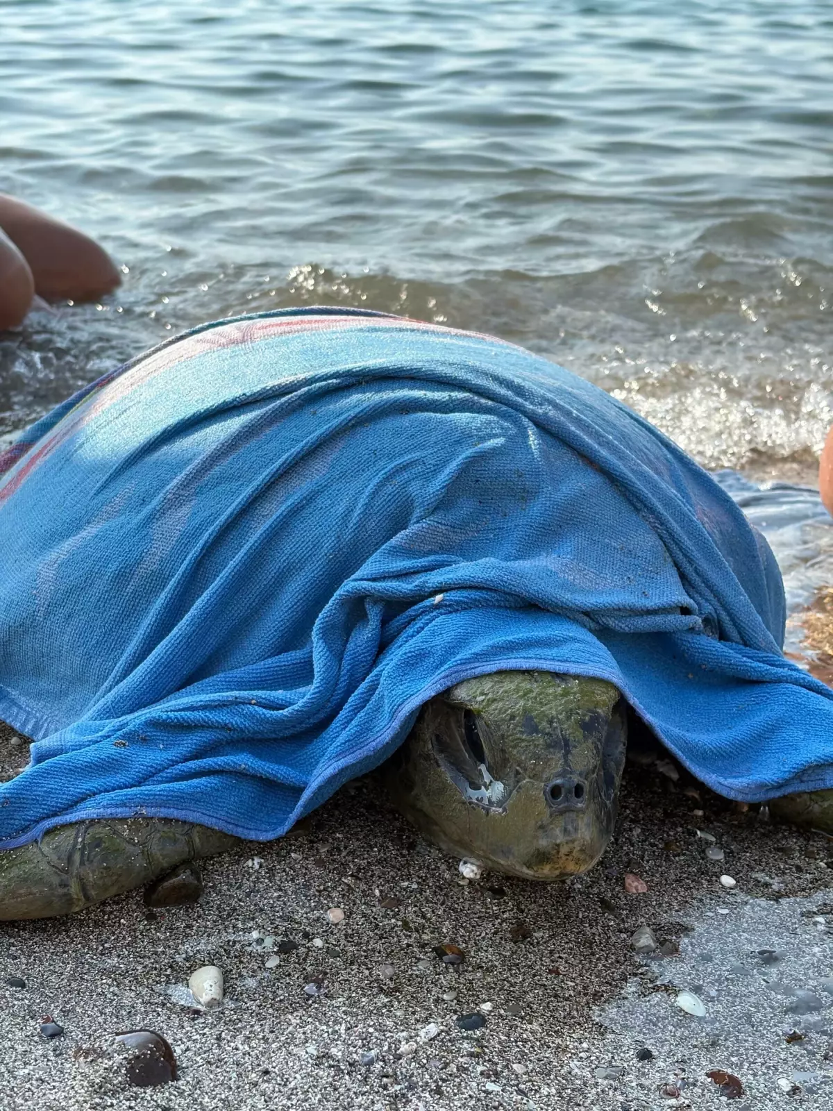 Fethiye'de Yaralı Caretta Caretta Kurtarıldı