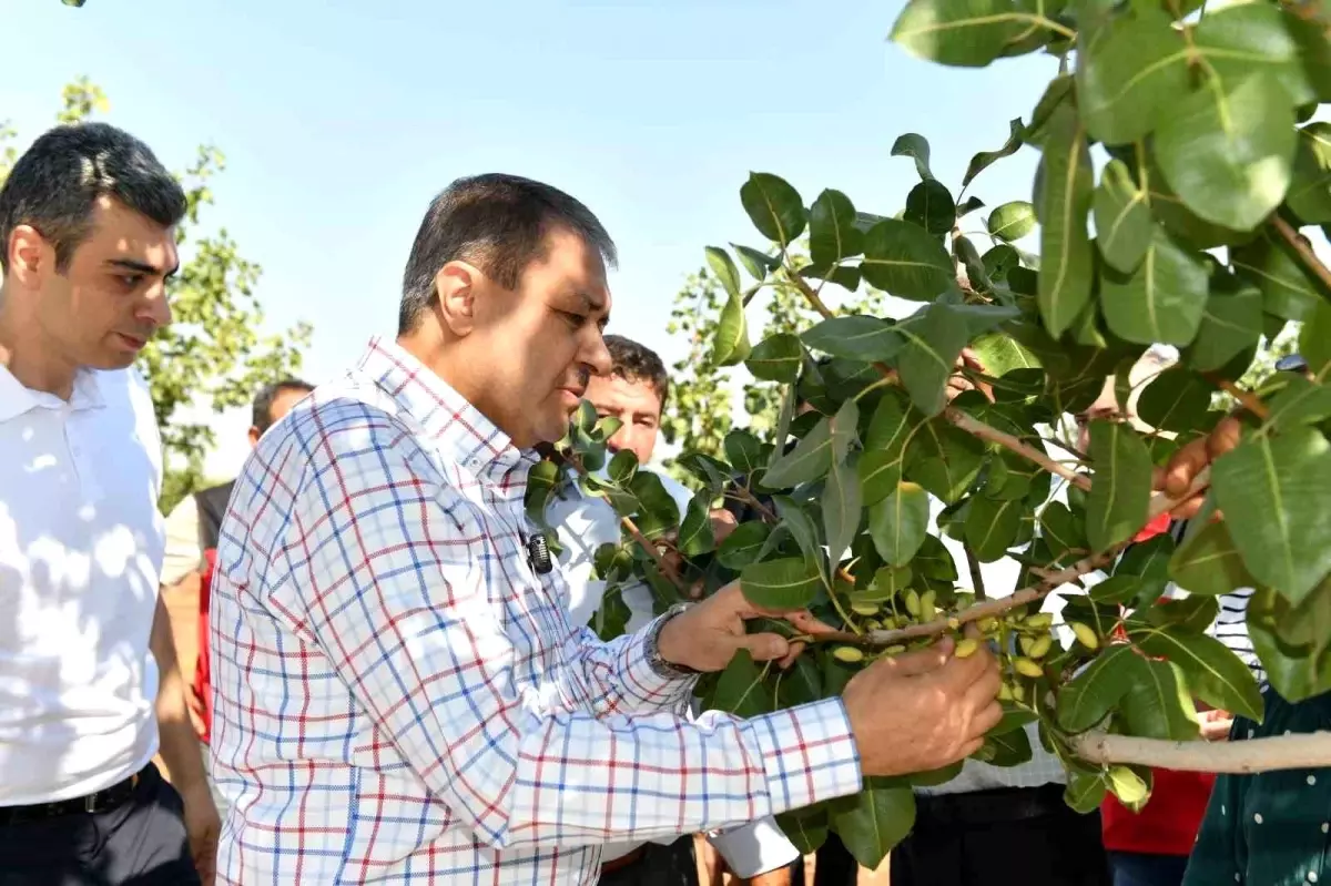 Şanlıurfa'da Boz Fıstık Hasadı Başladı