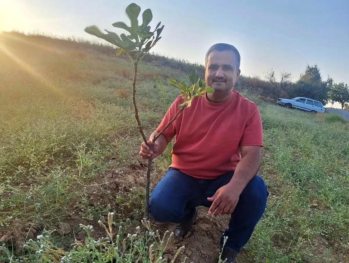 Manisa'da Sarılop İncir Üretimi Artıyor
