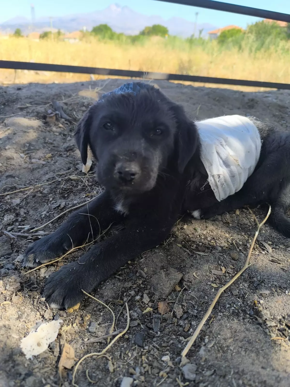 Sokak Köpeklerinin Saldırısına Uğrayan Yavru Köpek Kurtarıldı