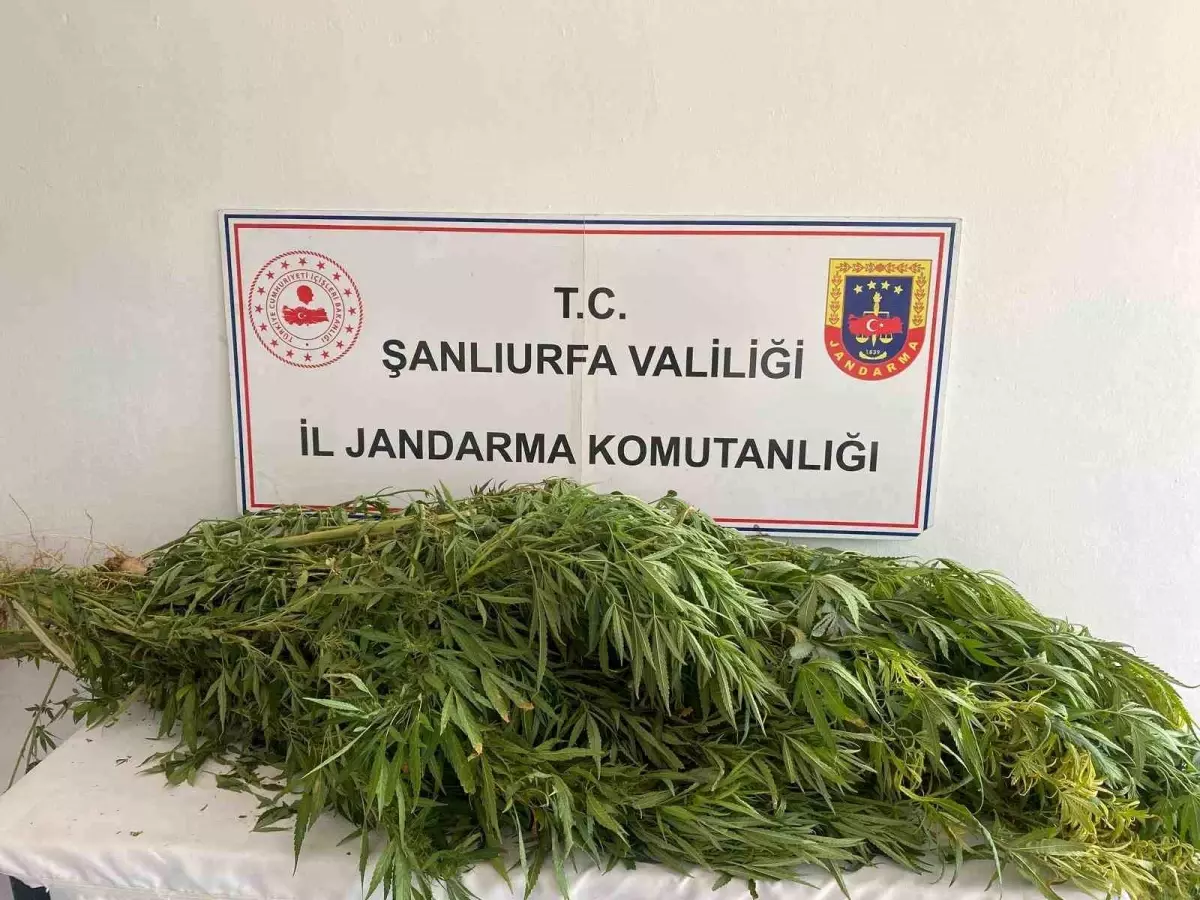 Şanlıurfa'da Uyuşturucu Operasyonu: 2 Zanlı Gözaltında