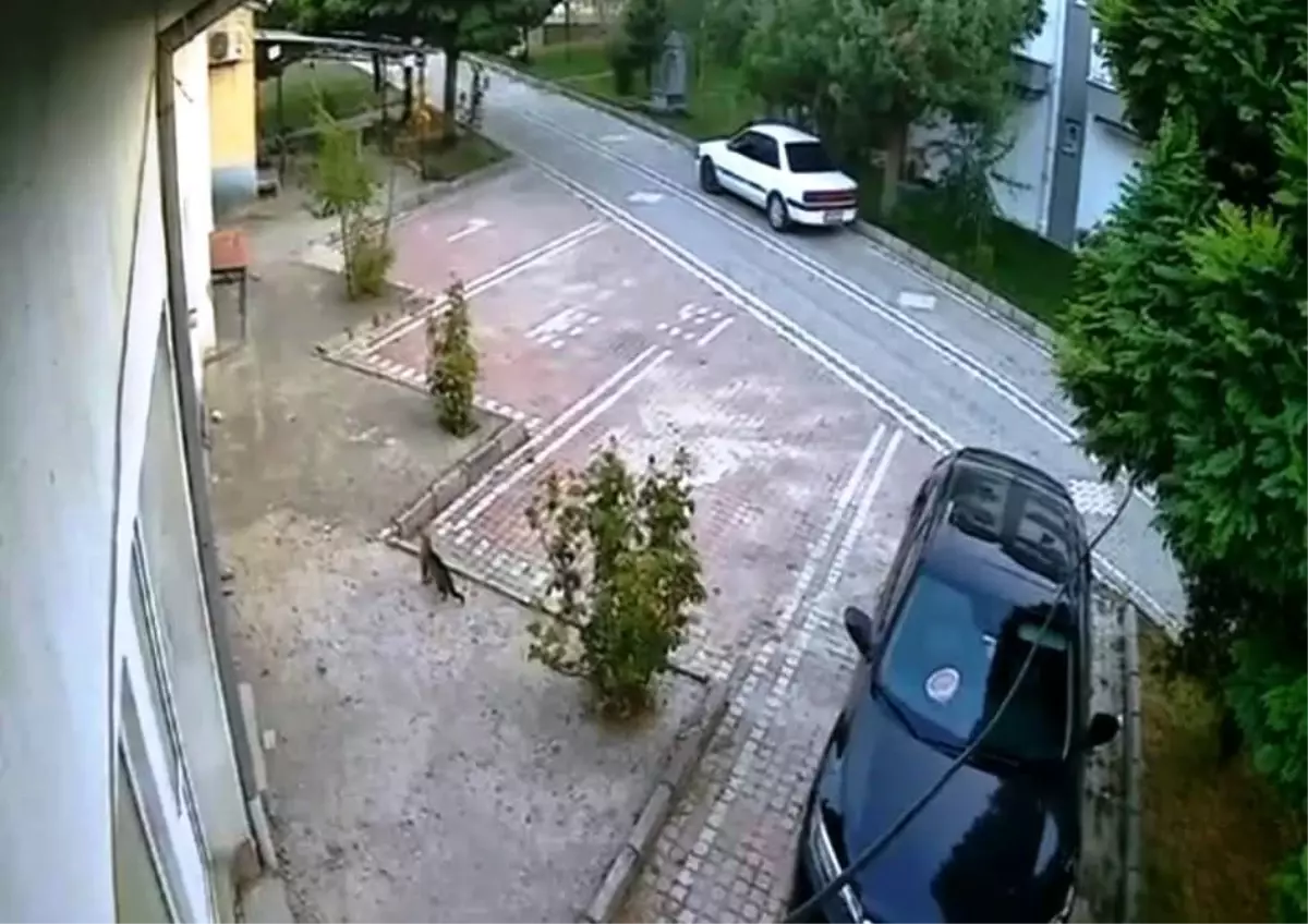 Depremin Korkusu Kediyi Kaçırdı