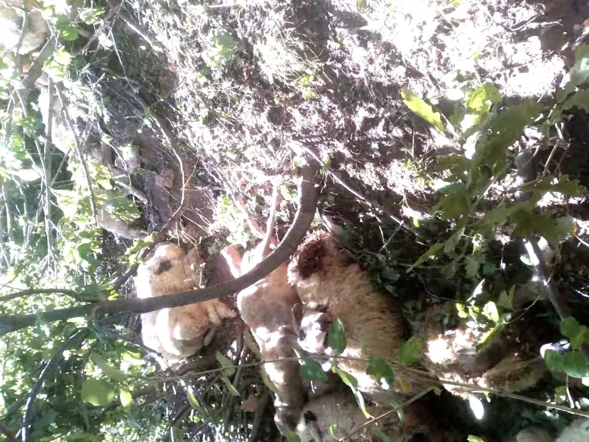 Tunceli'de Kurt Saldırısı: 30 Koyun Telef Oldu