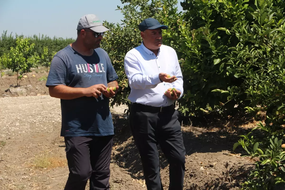 Adana'da Limon Hasadında Rekor Kaybı: Yanıklar Ürünleri Etkiliyor