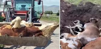 Ardahan'ın sessiz çığlığı! Ölen hayvan sayısı korkunç boyutlara ulaştı
