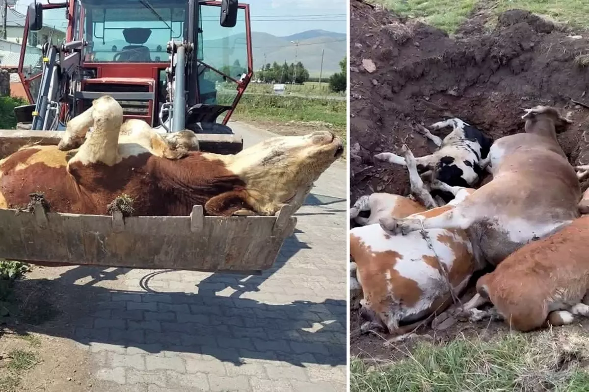Ardahan'ın sessiz çığlığı! Ölen hayvan sayısı korkunç boyutlara ulaştı