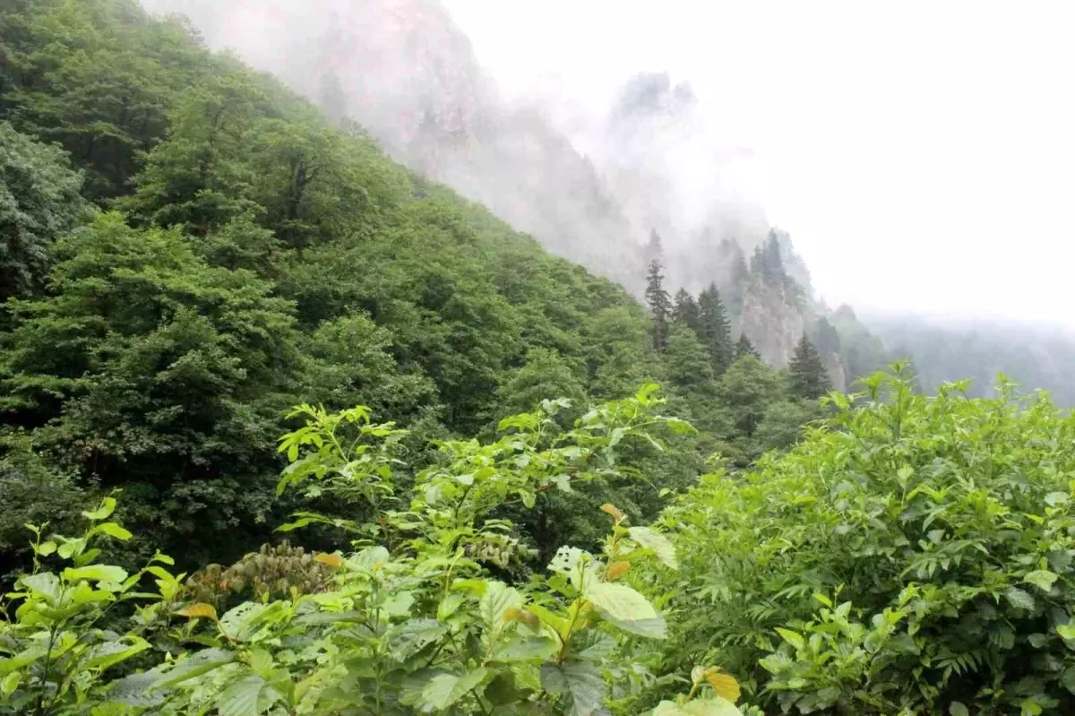 Trabzon'da Eşini Öldüren Şahıs Ormanlık Alanda Kaçıyor