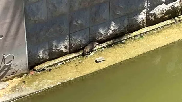 Türkiye'nin Venedik'ini fareler bastı