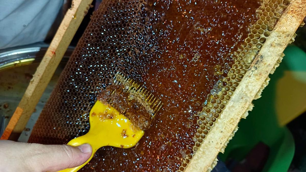 Ordu'da Bal Hasat Sezonu Başladı, Ancak Rekolte Düşüşte
