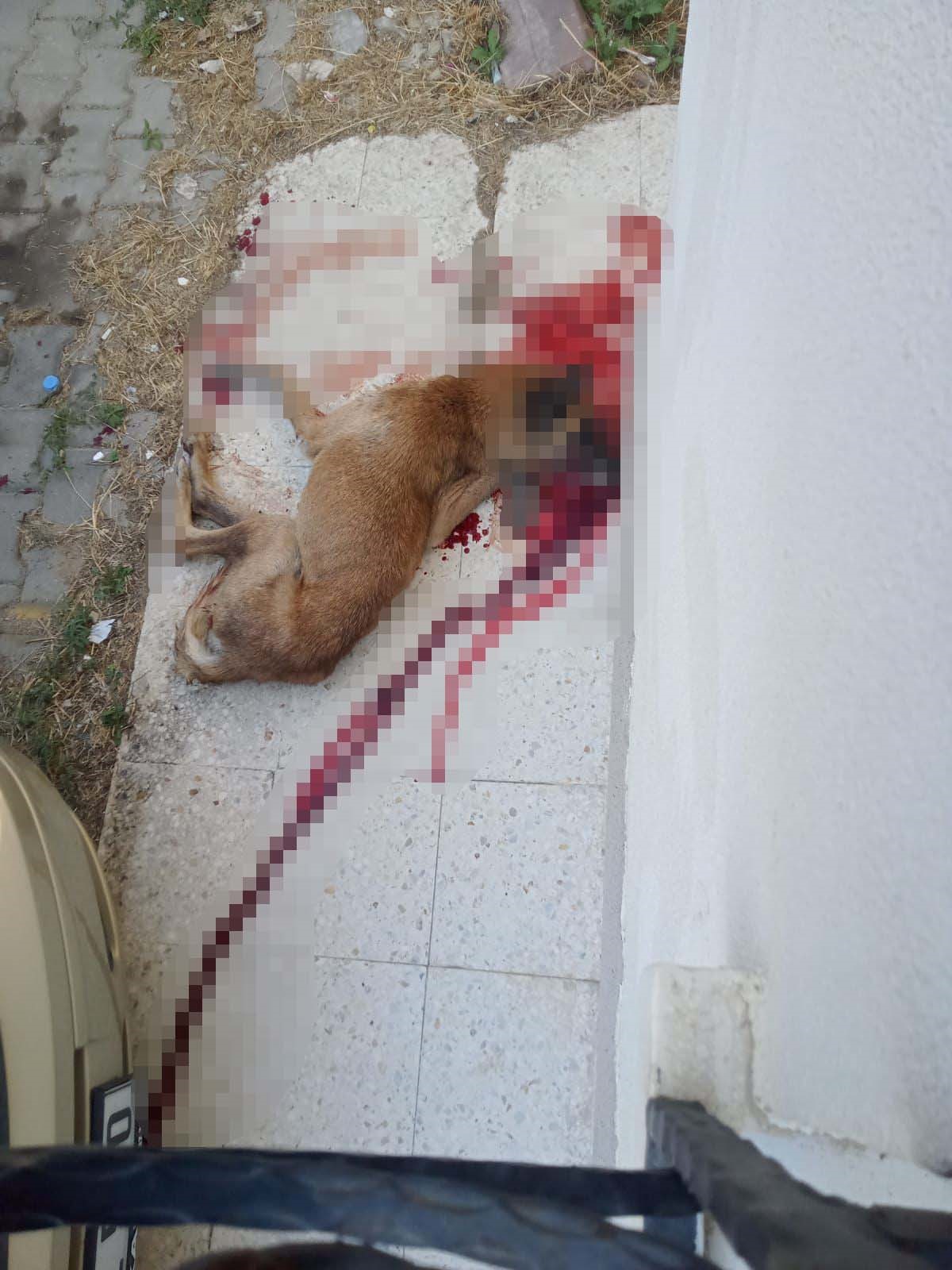 Polis Memuru Sokak Köpeğini Vurarak Öldürdü