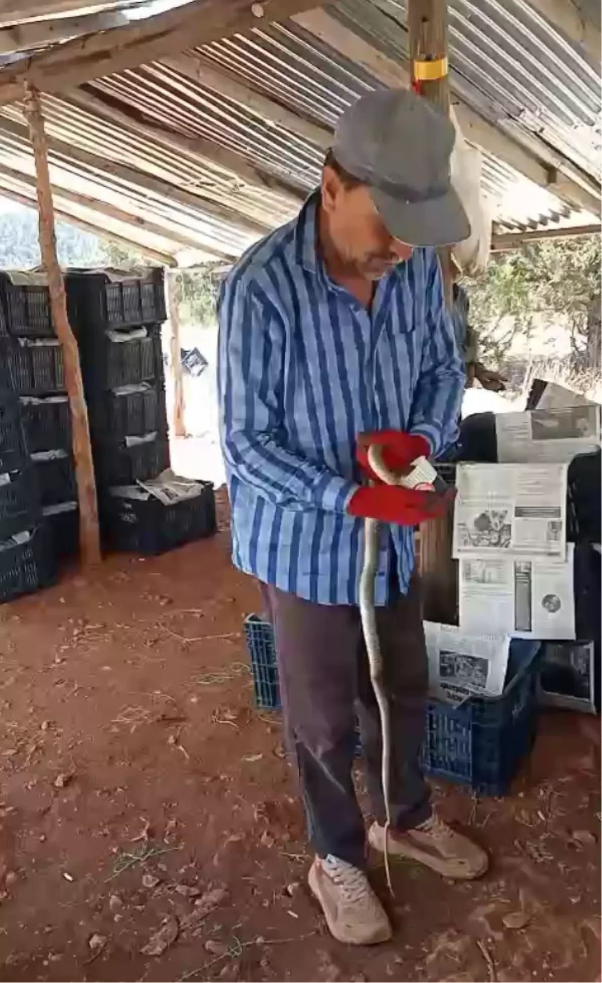 Çiftçinin Yılanla Dostluğu: Yılanı Yakalayıp Su İçirdi