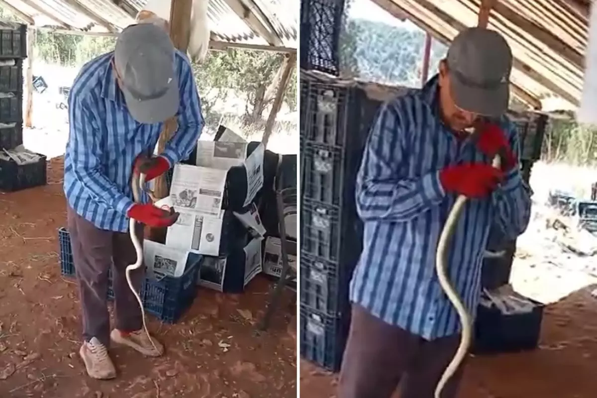 Yakaladığı yılana önce elleriyle su içirdi sonra okşayıp öptü